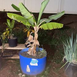 Banana Tree