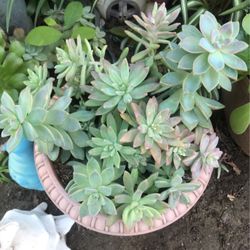 Succulents
