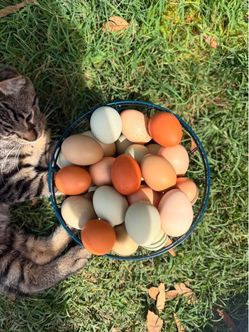 Organic Fresh Rainbow Farm Eggs Available