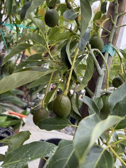 Avocado Trees 