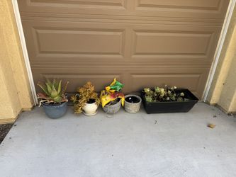Plants
