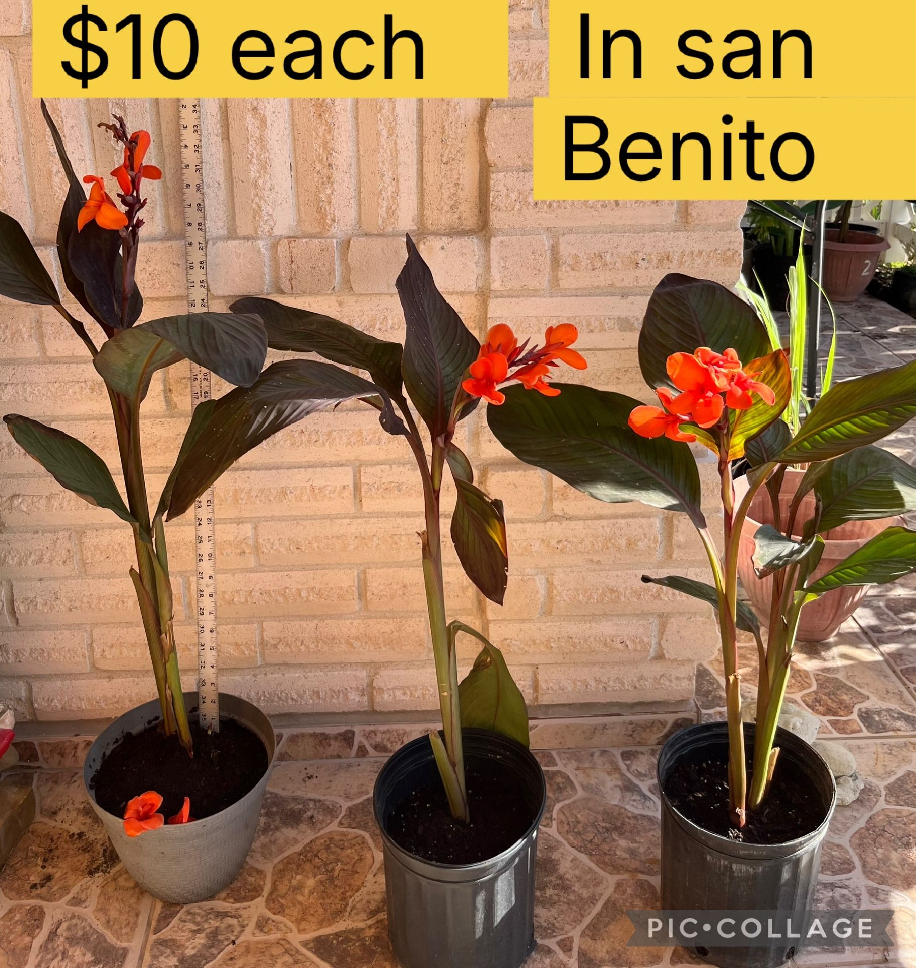 Plants For Sale $10 Each