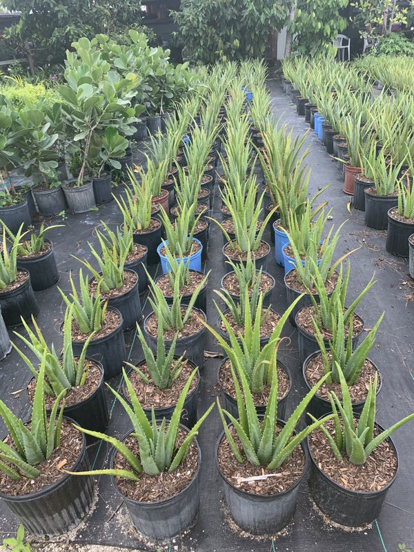 Aloe Vera 3g Medicinal for Sale in Homestead, FL OfferUp