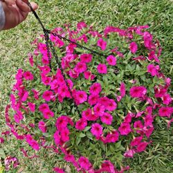 HUGE PETUNIA WITH HANGING POT