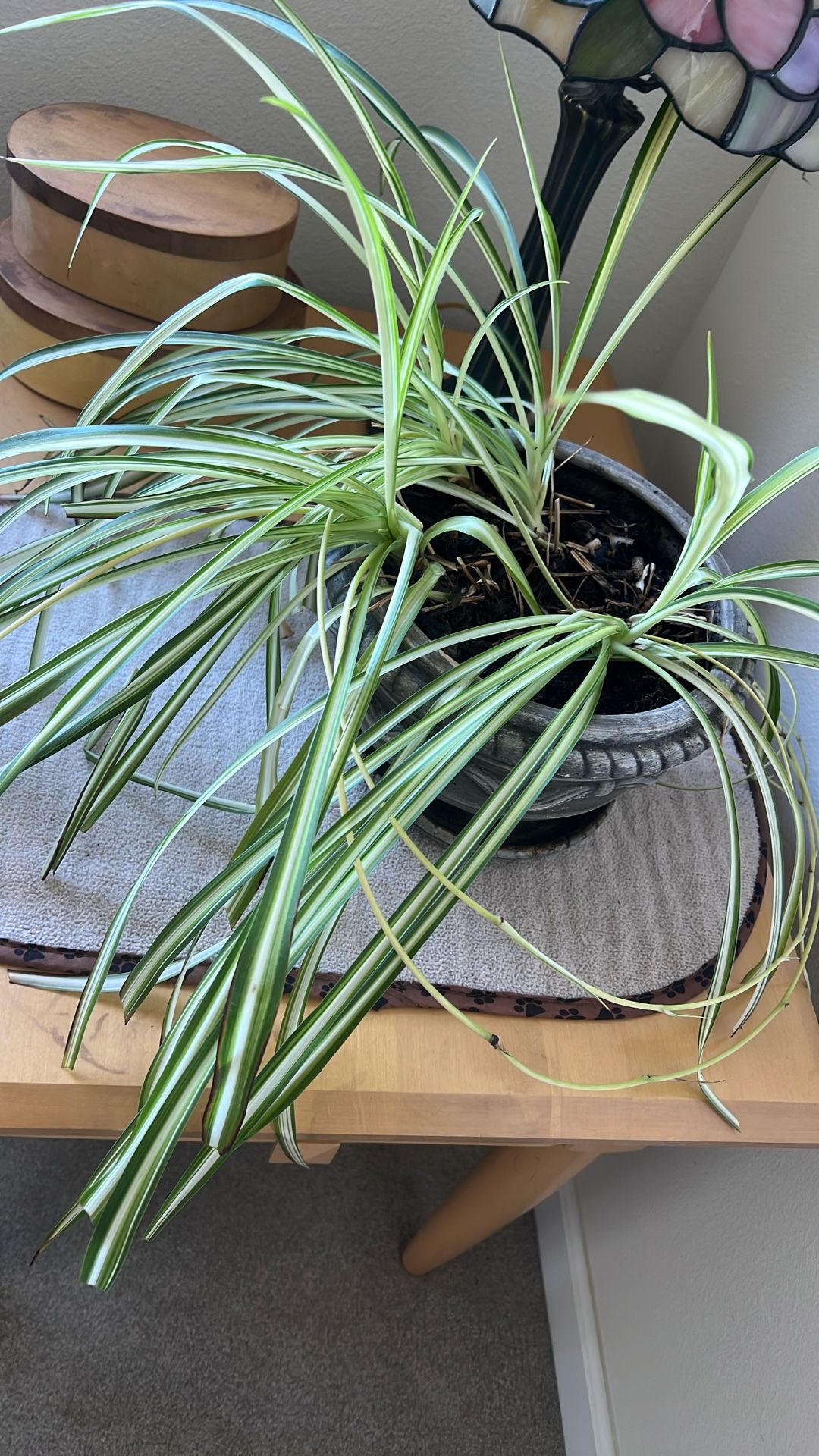 House Plant In Pot Planter