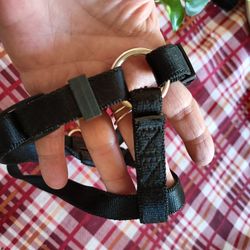Black dog Harness