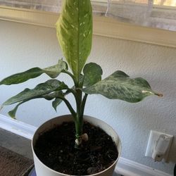 Nice plant for inside!  