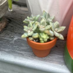 Suculentas