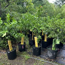 Citruis Trees