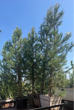 ÁRBOLES DE PINO 🌲 GRANDES