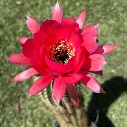 Cactus Coral