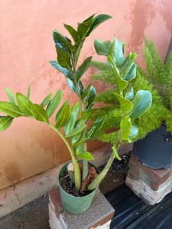 Plant