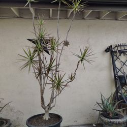 Large Dracaena Tree 