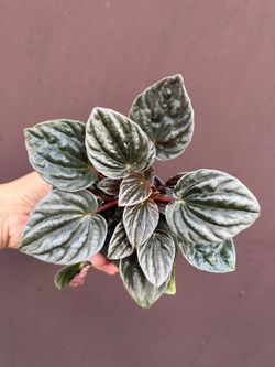 4” peperomia santiago