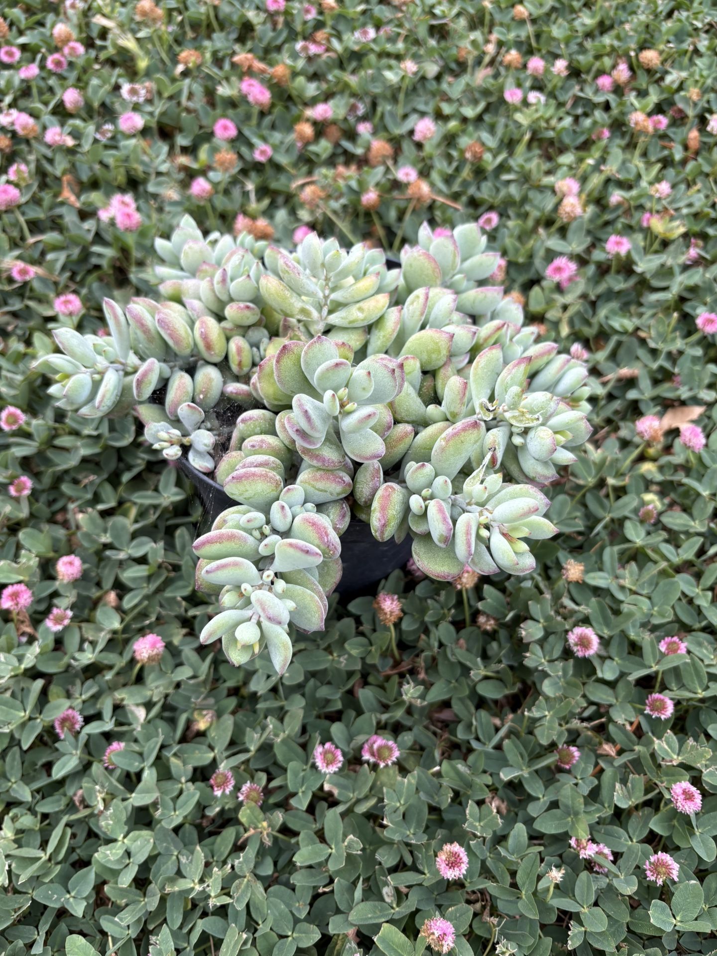 Cotiledón Pendens, Hanging Succulents