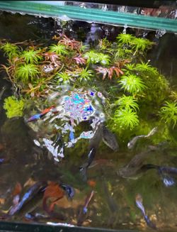 Aquatic plants