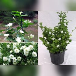 Sambac Jasmin Plant Perfume Plant Plantas De Jasmin Perfumado Sambacac 