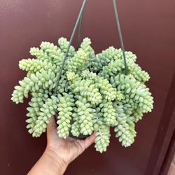 donkey tail cactus 8” pot