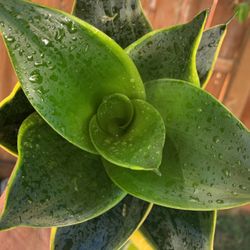 Birdsnest Snake Plant Sansiveria Low Light 