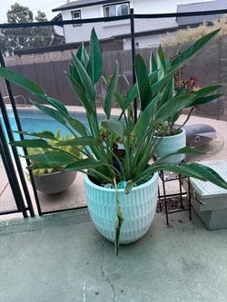 Large bird of paradise with pot