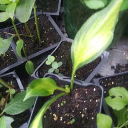 Hostas Plant 5 Dollars...please Check My Beautiful Plants