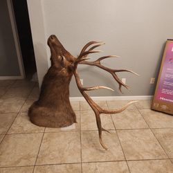 Male Deer Elk
