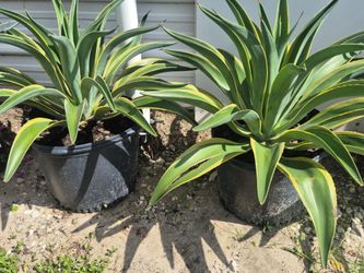 AGAVES VARIEGATED 7GALLONS