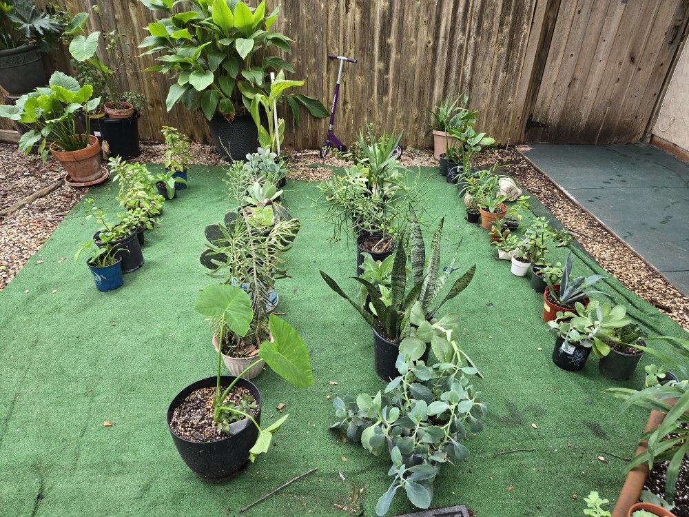 Plants, DIFFERENT PRICES 