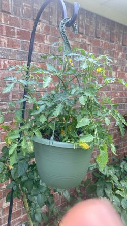 Organic cherry tomatoes