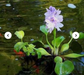 Water Hyacynth