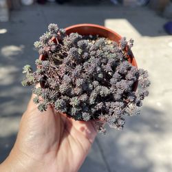 4β Sedum Succulent