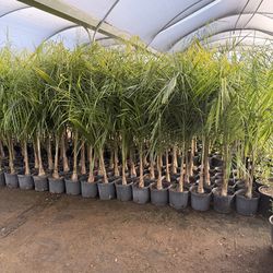 Queen palms 10" pots 5-6 feet tall
