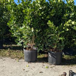 Huge Clusias over 6 feet tall instant privacy hedge for fence