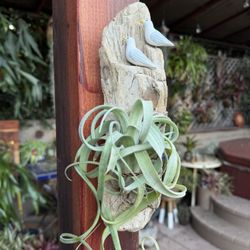 Mini Curly Slim Airplant On Driftwood With Seagulls