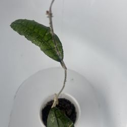 Hoya Climensiorum