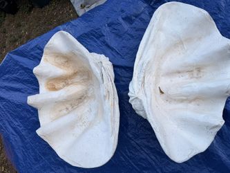 Two (2) Giant White Clam Shells