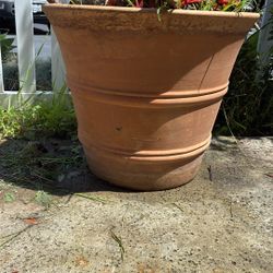 Plants And Pots For Sale