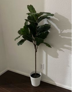 Ikea tree $30