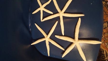 Giant Starfish