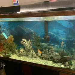 Fish Tank With Fish ( Some Angel Fish, Cat Fish