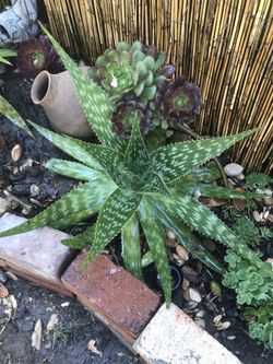 Large aloe. Cactus, and a variety of succulents straight from the ground