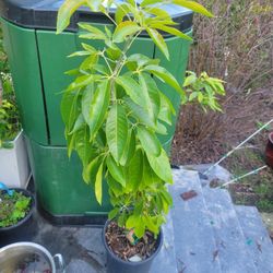 Flowering WHITE SAPOTE TREE