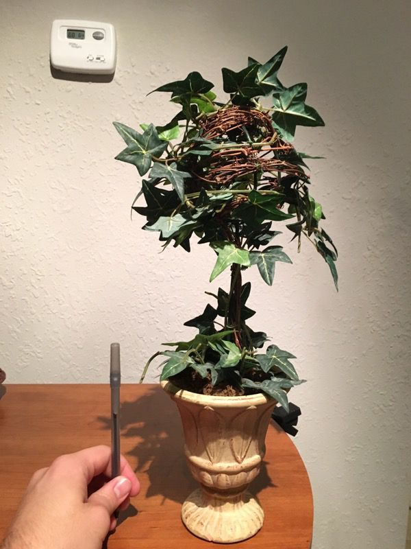 Mid sized house plant in clay pot