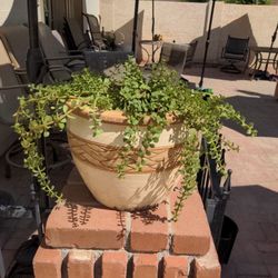 Desert Plants And Cacti