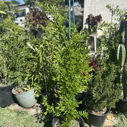 Plantas De Granada Disponibles En Maceta De 5 Galones 
