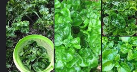 Sisso Spinach( Brazilian Spinach)