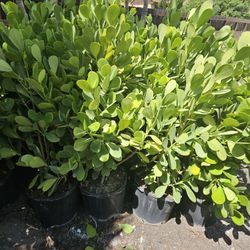 beautiful  clusias  All sizes  available Instant Privacy Hedge For Fence Green Full  staring  9.50 and up