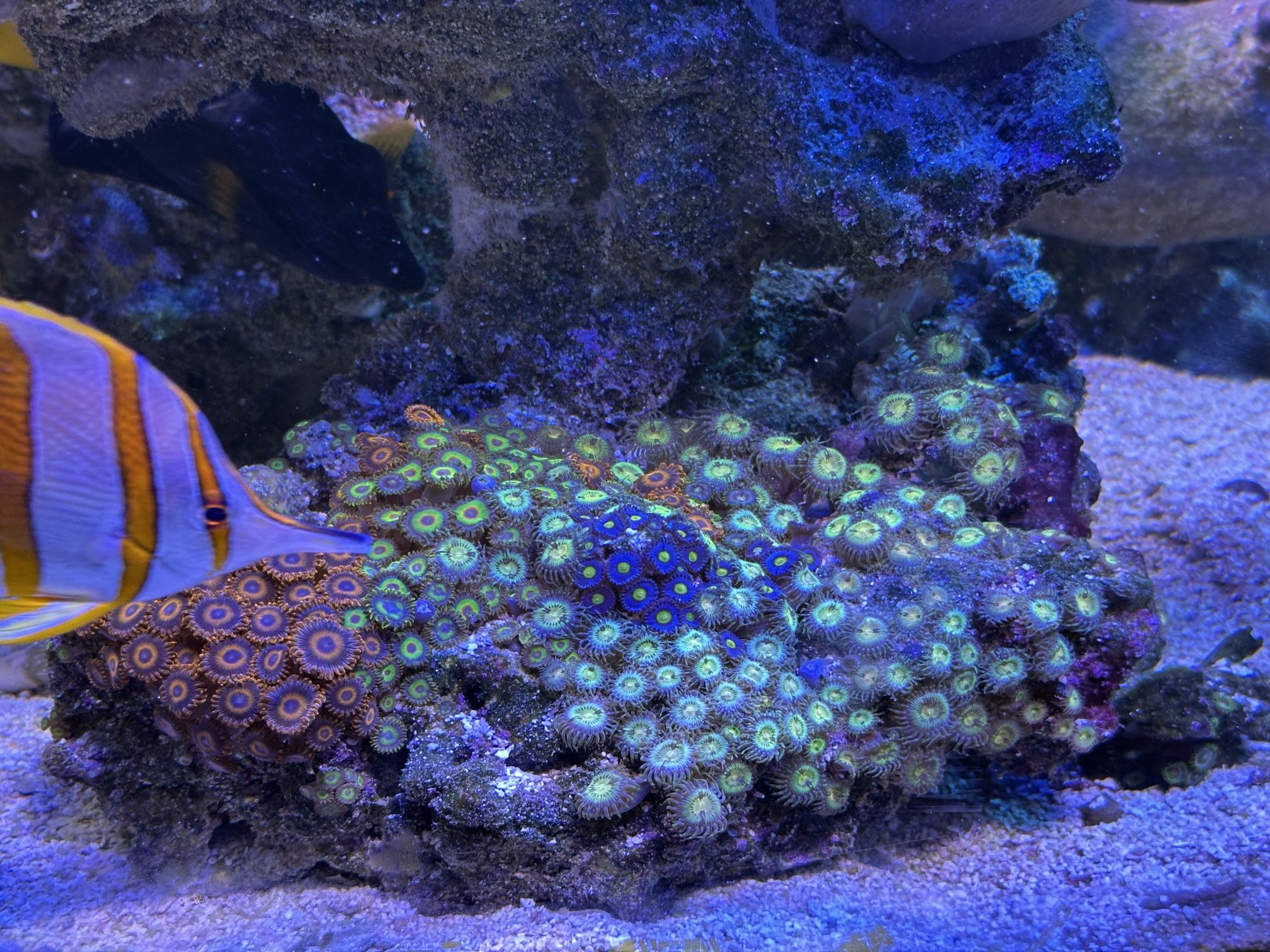 Zoanthid Rock Colony 