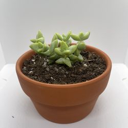Adopt a Succulent – Premium Terracotta Pot