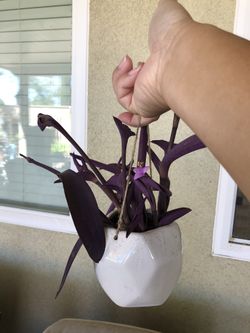 Purple Heart Plant in Ceramic Hanging Pot